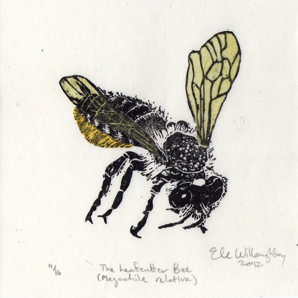 Leafcutter Bee, Megachile Relativa Linocut, Lino Block Print Bee Biodiversity Collection, Leafcutter Bee