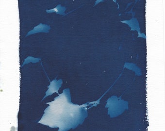 Cyanotype of Vine with Leaves