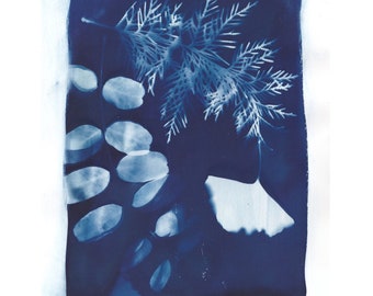 Cyanotype of Cedar, Black Locust and Gingko Leaves
