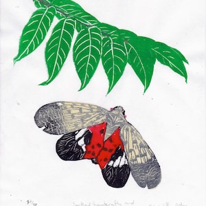 Puede incluir: Una impresión pintada a mano de una cigarra de linterna y una rama de árbol del cielo. La cigarra de linterna es roja, negra y blanca. La rama es verde. La impresión está firmada "Spotted lanternfly and Tree of Heaven" y "Ele Willoughby 2022".