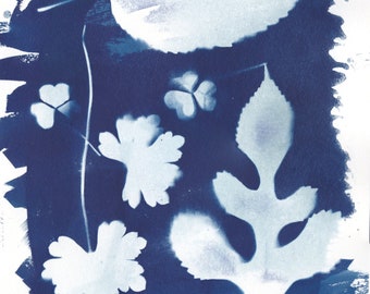 Cyanotype of Found Leaves