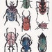 see more listings in the Natural History Prints section