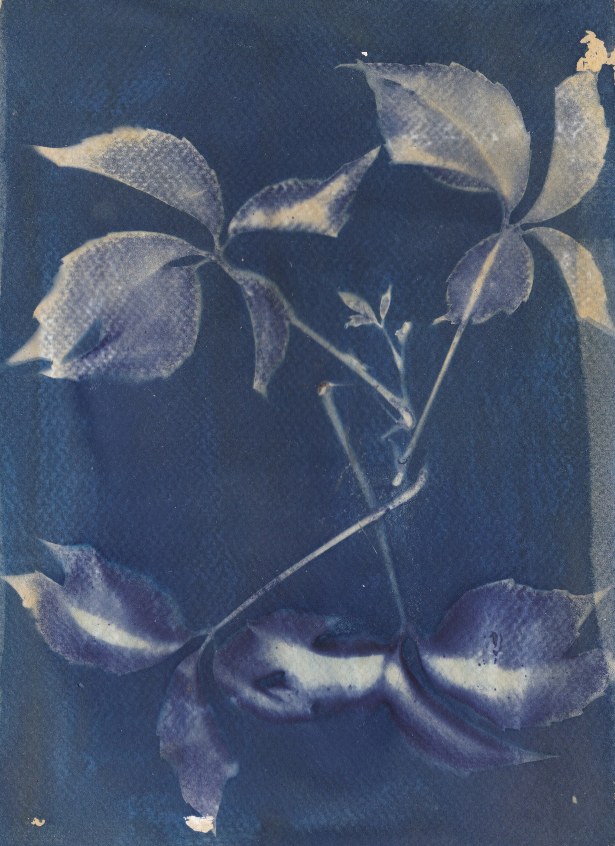 Abstract Wet Cyanotype With Leaves and Splashed and More on Watercolour ...