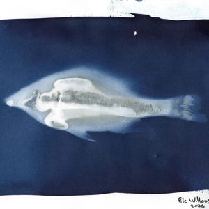 May include: A cyanotype print on paper featuring a white, ghostly silhouette of a fish centered against a deep navy blue background. The edges of the blue ink are textured and uneven. The artist signature Ele Willoughby 2026 is in the bottom right.