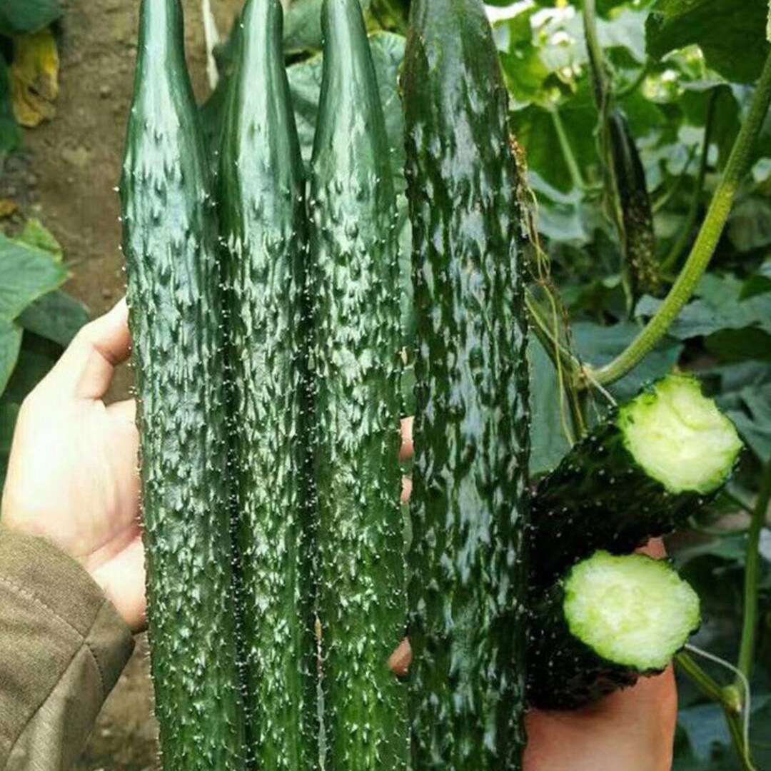 60pcs Asian Suyo Long Cucumber Seeds Heirloom Non gmo China Long 60pcs Asian Suyo Long Cucumber Seeds Heirloom Non gmo China Long