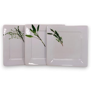 May include: Three white square ceramic plates arranged in a row. Each plate features a single botanical illustration of a different green herb, including thyme, sage, and rosemary, positioned off-center on the smooth, glossy surface.