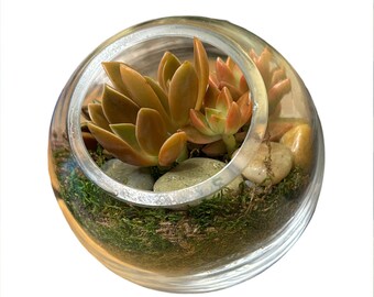 Succulente Terrarium Viskom Mini