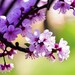 J's Blossom