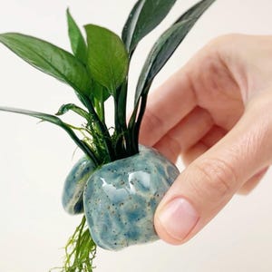 Aquarium Dekoration, Anubias Pflanzenhalter, Verschiedene Farben