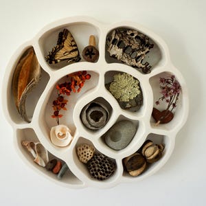 Nature Nest is an organic modern ceramic wall sculpture & curiosity display shelf for nature lovers and naturalists made by Tina Schowalter