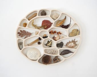 May include: A cream-colored, segmented display tray filled with natural objects. The tray contains a variety of items, including leaves, shells, a butterfly, and a sand dollar. The arrangement is set against a white background.
