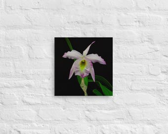 Cattleya Orchid