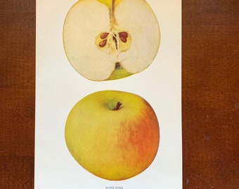 Original Antique Apple Book Plate from Apples of New York, 1905, Hyde King Apple