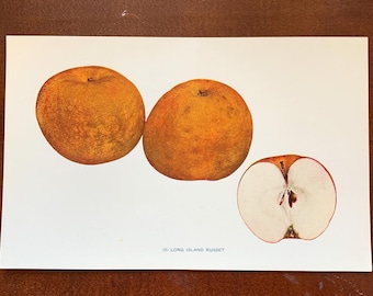Original Antique Apple Book Plate from Apples of New York, 1905, Long Island Russet Apple