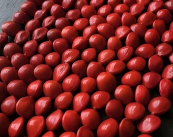 Red Sandalwood plant seeds, Lal Chandan beej, Red chandan Seeds , A grade seeds for plant garden and farming