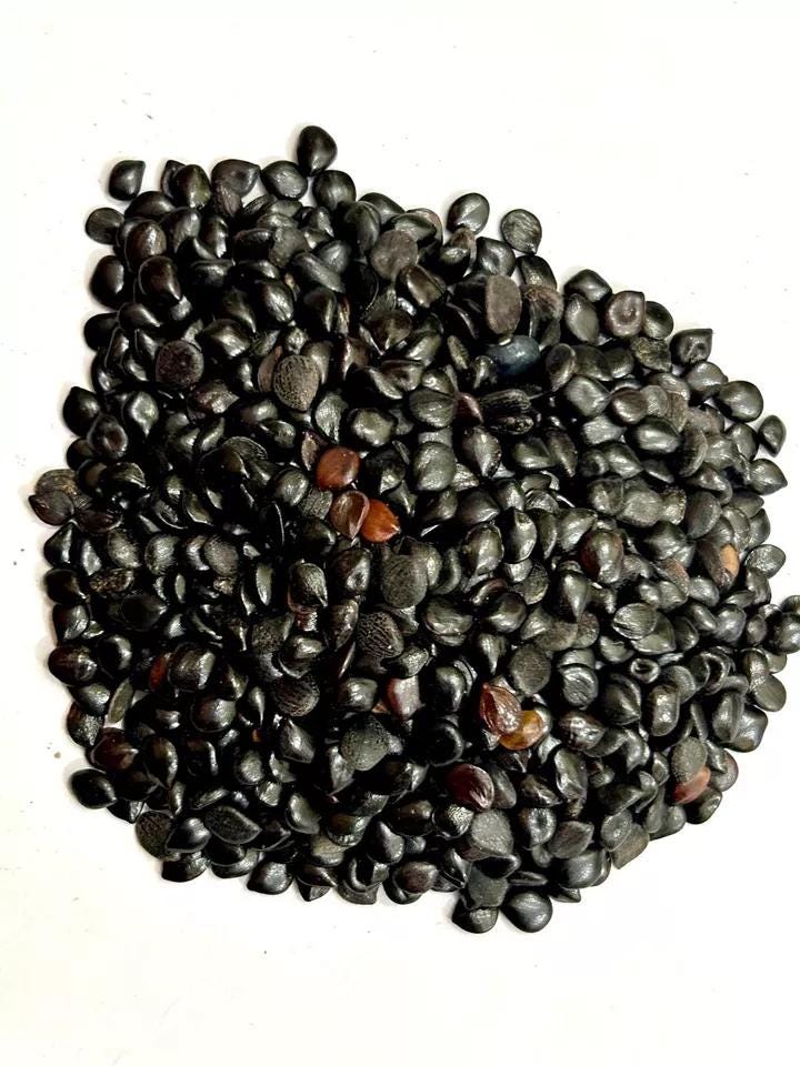 Organic Chaksoo Seed, Natural Chaksoo Seed, Chaksoo Seed, Raw Herbs ...