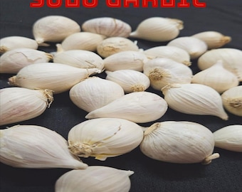 Java Solo Garlic: Wild Single Clove Garlic