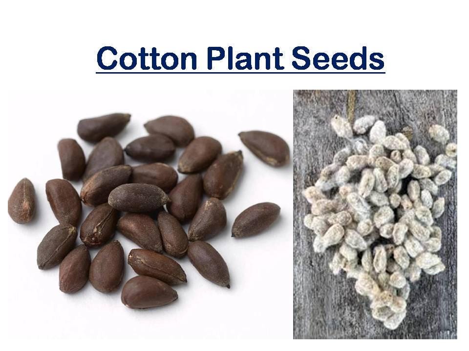 Herbaceous Cotton Plant Seeds: Gossypium Herbaceum - Etsy Israel
