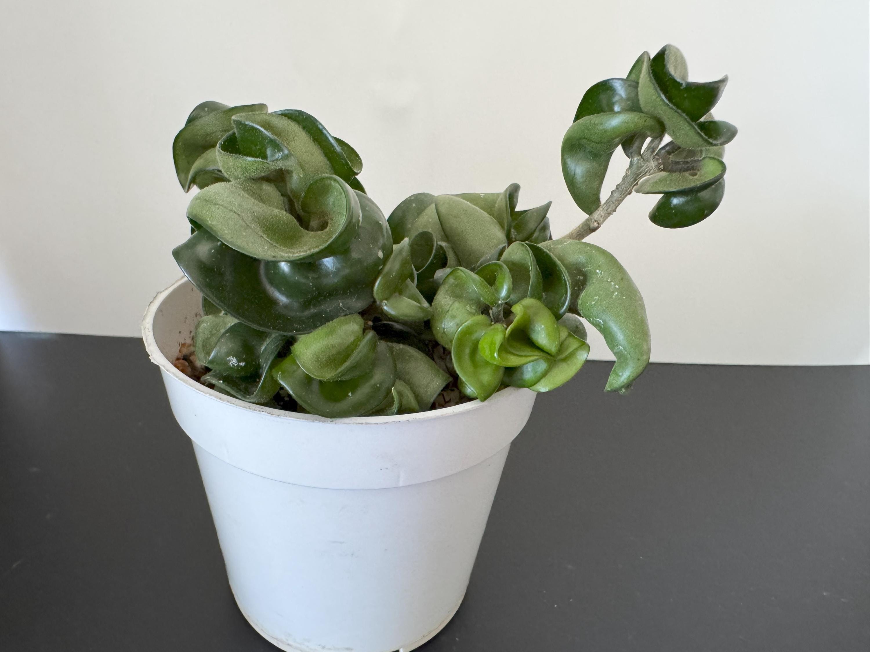 GWセール怪奇植物　斑入り人魚ホヤ Hoya polyneura broget GWセール怪奇植物 斑入り人魚ホヤ Hoya polyneura broget 希少