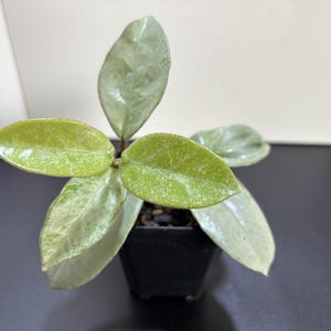 Hoya Lyi Noid - Etsy