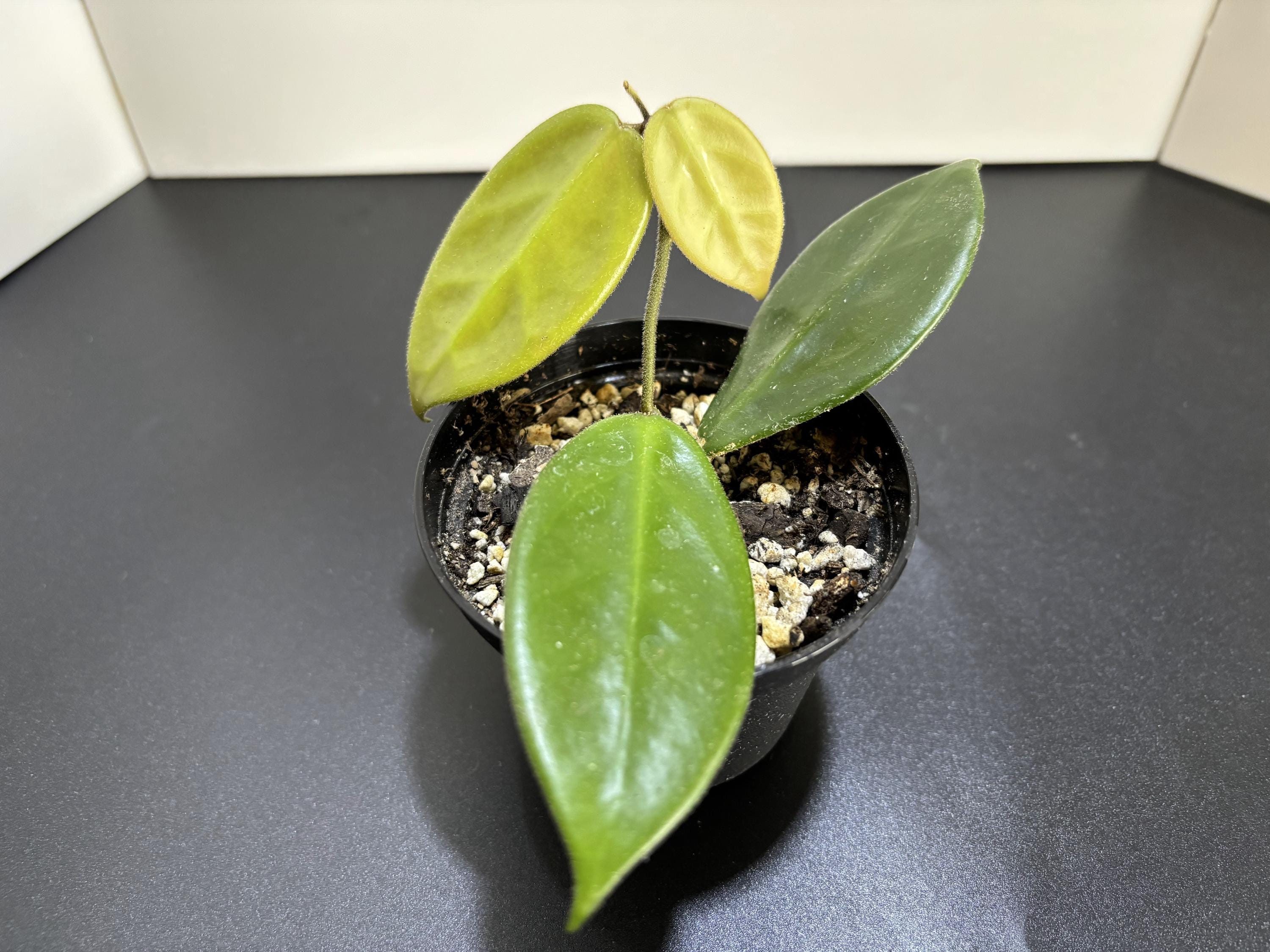 Hoya Polyneura Broget Silver - Etsy