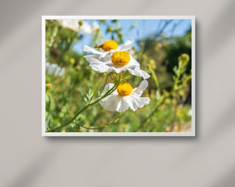 Flower Digital Photography, Daisies, Scenic Flower Photo, Instant Digital Download, Wall Art, Fine Art, Artwork, Nature Photography