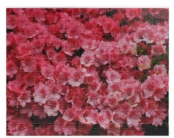 Hübsches Blumen-Puzzle mit rosa Azaleen (110, 252, 520, 1014 Teile)