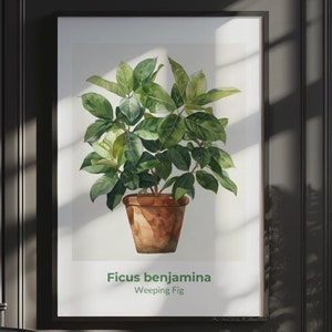 Puede incluir: Una impresión enmarcada en blanco y negro de una pintura de acuarela de una planta ficus benjamina en una maceta de terracota. La impresión tiene el texto "Ficus benjamina" y "Weeping Fig" debajo de la imagen.