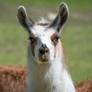 May include: A close-up of a llama's face. The llama has white fur with brown markings around its eyes and nose. The llama is looking directly at the camera.