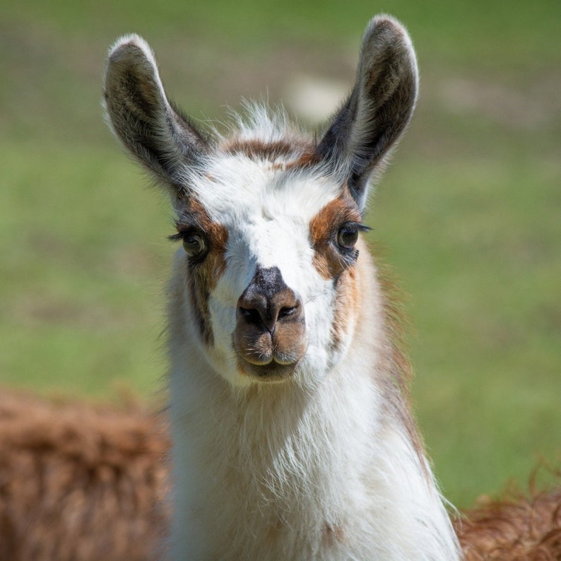 May include: A close-up of a llama's face. The llama has white fur with brown markings around its eyes and nose. The llama is looking directly at the camera.