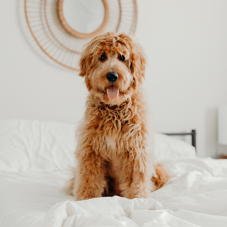 May include: A light brown dog with a fluffy coat sits on a white bed. The dog is looking directly at the camera with its tongue sticking out.