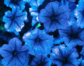 Petunia Celebrity Blue Ice 60 stuks zaden