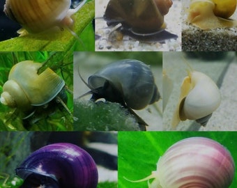 Live Mystery Snails