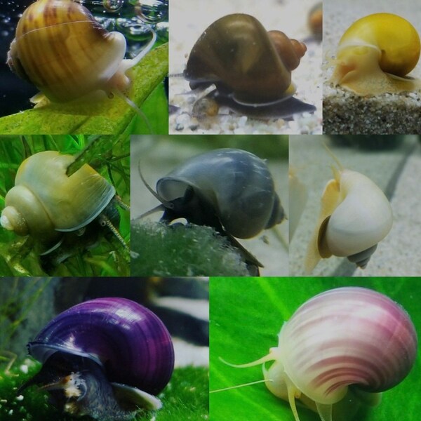 Live Mystery Snails