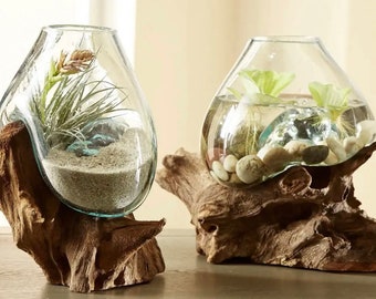 Two Medium Hand-Blown Glass and Teak Wood Terrarium/ Driftwood Terrarium , Vase, Sculpture, Art, Wedding Gift -Betta Fish Bowl, Plant Holder