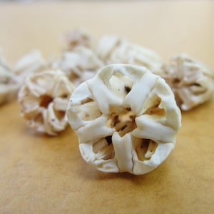 Aristotle Lanterns Sea Urchin teeth Toxopneustes pileolus Shell Flowers Sailors Valentines