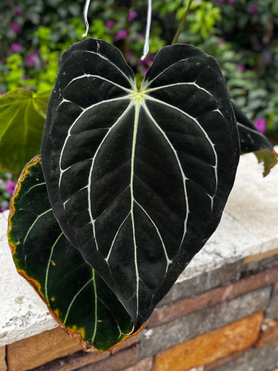 Anthurium Carlablackiae “amanda” X Gph001—small Seedlings - Etsy