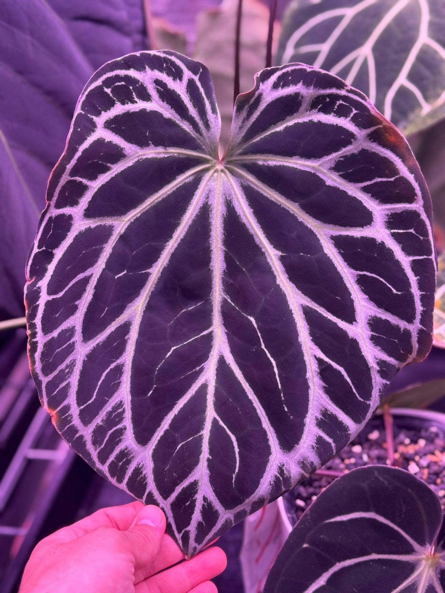 Anthurium Carla - Etsy