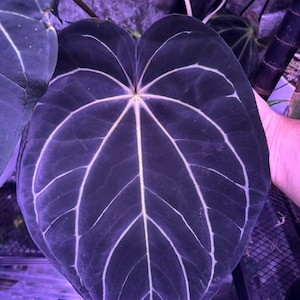 Carlablackiae round x Tim Anderson Stripey Seedlings
