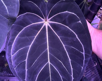 Anthurium Carlablackiae Round x Tim Anderson Stripey — Seedlings