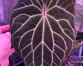 Anthurium (carla 'district' X Black Widow Michelle) X Red