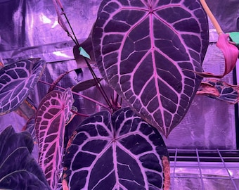 その他観葉植物 Anthurium Michelle x Pink Lemonade Anthurium Pink Lemonade X Black Widow X Michelle 6