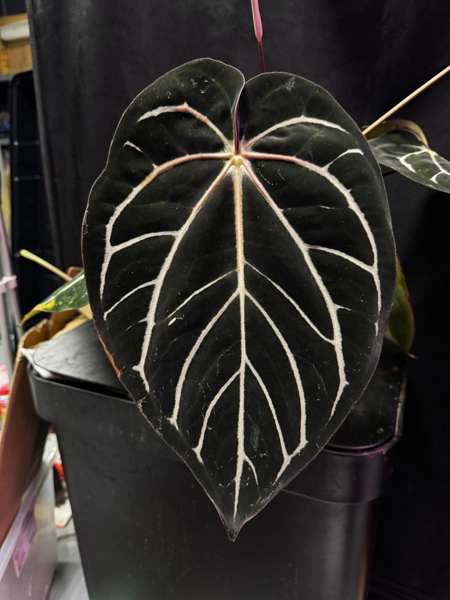 Anthurium Dorito - Etsy
