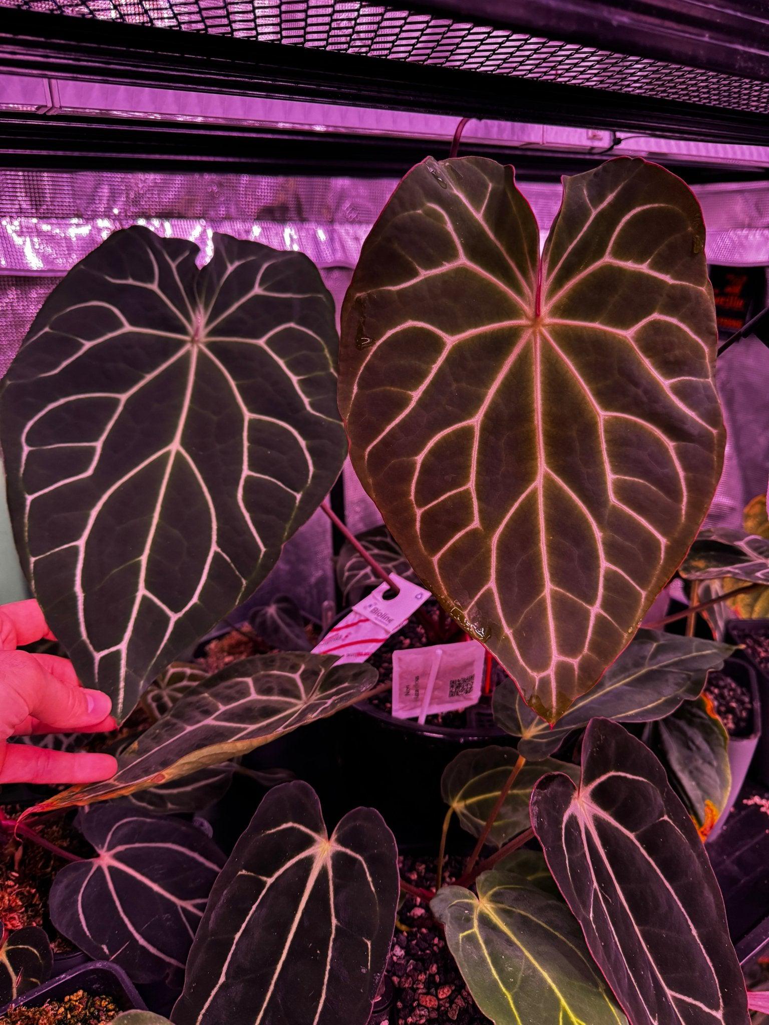 Chocolate Anthurium Crystallinum - Etsy