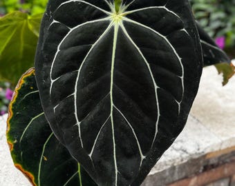 Anthurium Rg Dressleri F1B X Carla Amanda—Germinated Seed