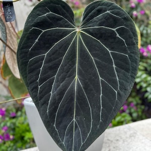 Anthurium Dorito - Etsy