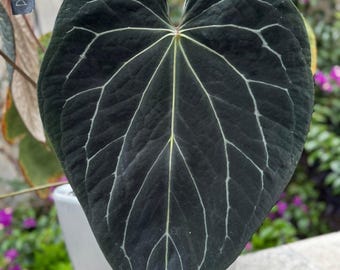Rvdp X Sp. Nov Df Anthurium — Seedlings - Etsy