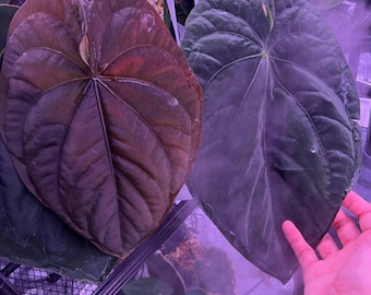Scott Cohen Anthurium Antolakii (known as BVEP) X NSE Anthurium