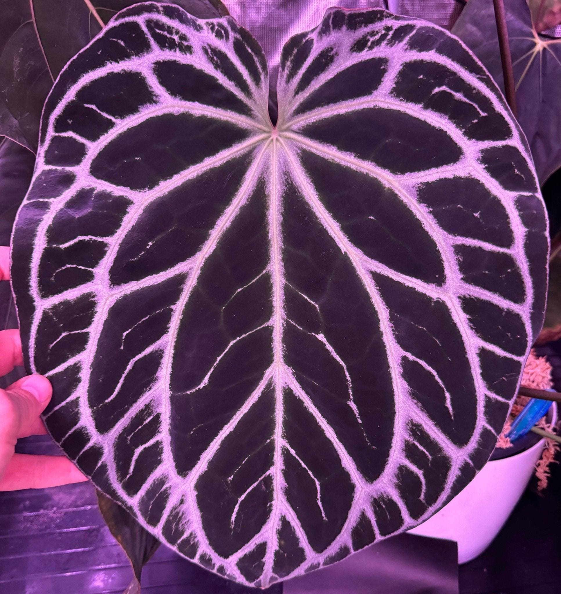 Anthurium Chocolate Crystallinum X Heinz—germinated Seed - Etsy