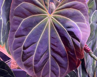 Anthurium Dark Phoenix X Red Spider Clone , 1 Potted up Seedling
